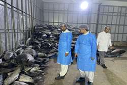 تشدید نظارت بر واحدهای تولید تن ماهی در کنارک و چابهار / تذکر کتبی به متخلفان